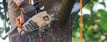 Best Storm Damage Tree Cleanup  in Massac, KY