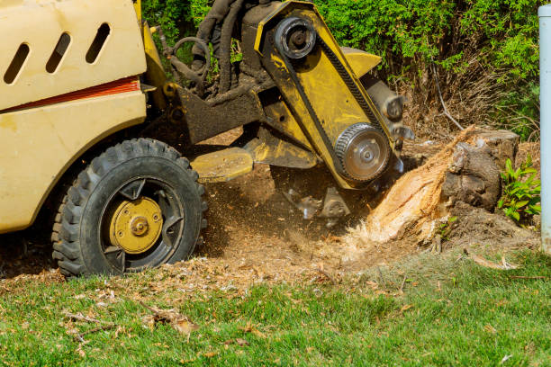 Best Fruit Tree Pruning  in Massac, KY