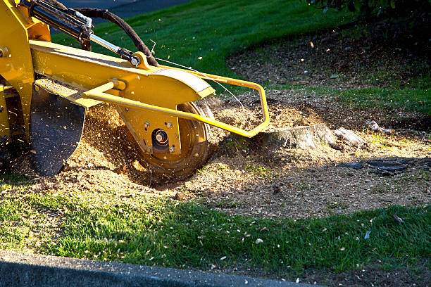 Best Sod Installation  in Massac, KY