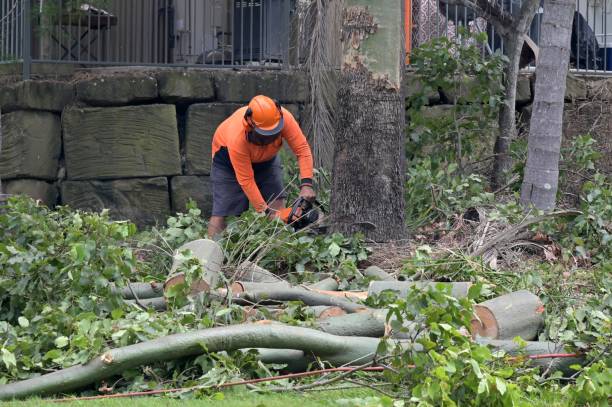 Best Tree Removal  in Massac, KY