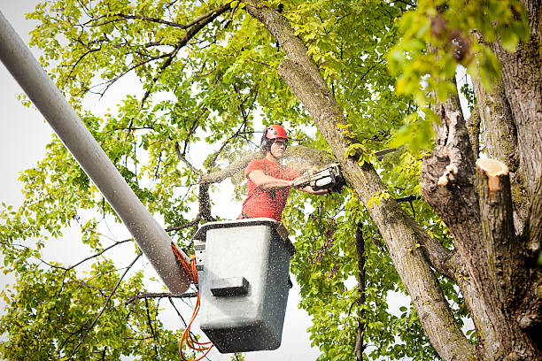 Best Tree Maintenance Programs  in Massac, KY